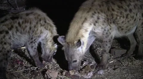 Hyenas eating Stock Footage 8568898