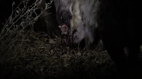 Hyenas eating kill Stock Footage 8568891