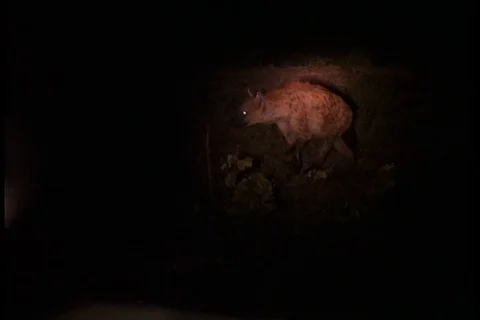 Hyenas feeding Stock Footage 86752619