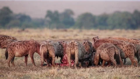 Hyenas feeding on a gnu carcass Stock Footage 300038349