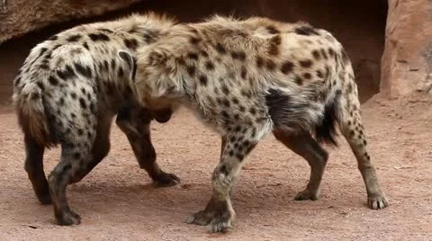 Hyenas 库存影片 20453730