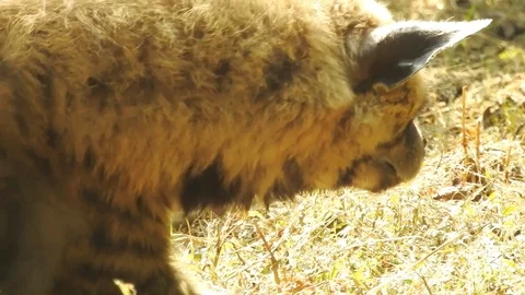 Hyenas Stock Footage 100975202