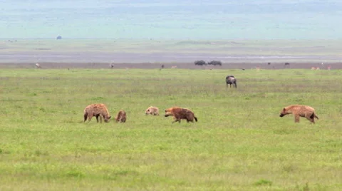HYENAS HUNT KILL Stock Footage 41802881