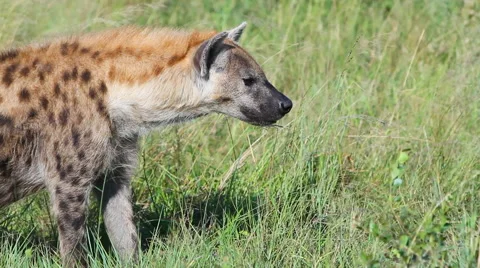 Hyena's in long grass Stock Footage 41642056