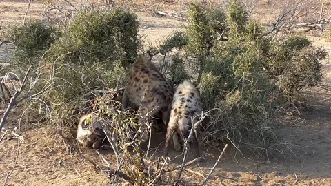 Hyenas nursing cubs Stock Footage 82339972