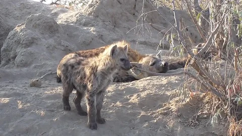Hyenas nursing cubs Stock Footage 82340254