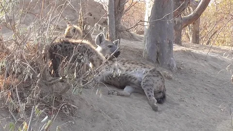 Hyenas nursing cubs Stock Footage 82340307