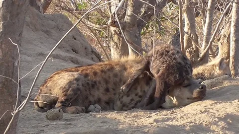 Hyenas nursing cubs Stock Footage 82340453