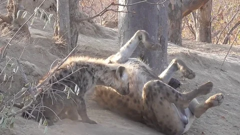 Hyenas nursing cubs Stock Footage 82340524