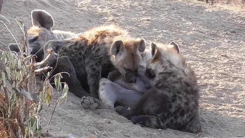 Hyenas nursing cubs Stock Footage 82340765
