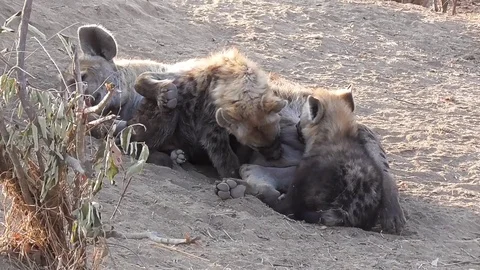 Hyenas nursing cubs Stock Footage 82340799