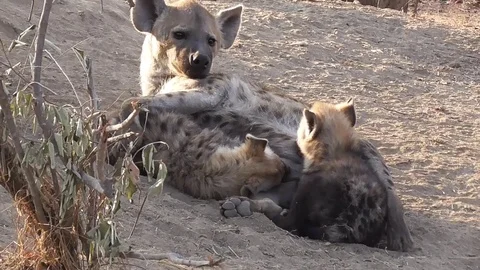 Hyenas nursing cubs Stock Footage 82341009
