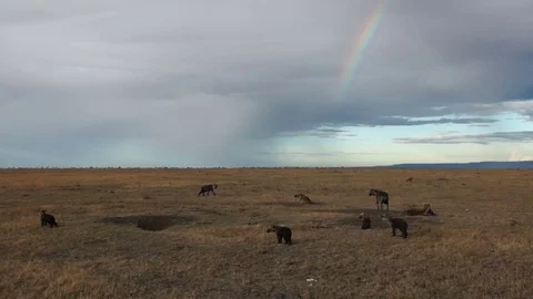 Hyenas With Rainbow Video stock 71017750