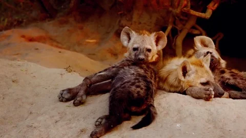 Hyenas Resting Stock Footage 310863878
