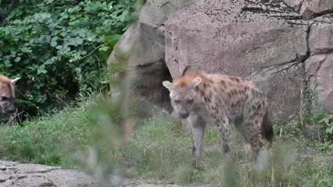 Hyenas in the savannah Video stock 252361458