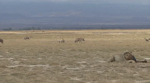 Hyenas Surround Lion Video stock 45919268