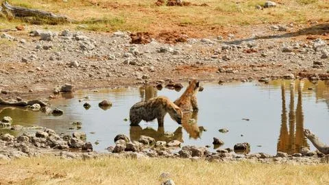 Hyenas taking a bath Stock Photos