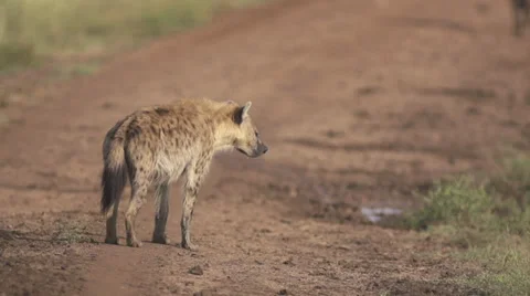 Hyenas walking on the road Stock Footage 33546961