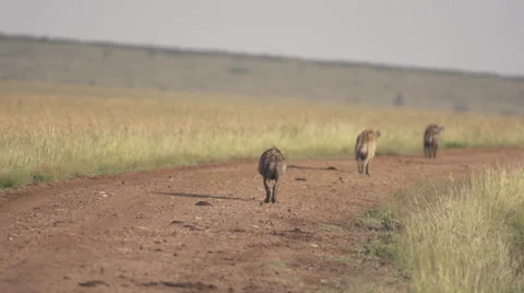 Hyenas walking on the road Stock Footage 33547024