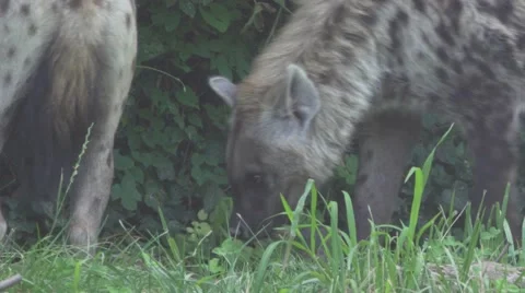 Hyenas in the Wild, Close Up Stock Footage 65969080