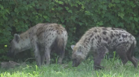 Hyenas in the Wild Stock Footage 65968284