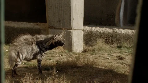Hyenas in a Zoo Stock Footage 93182937