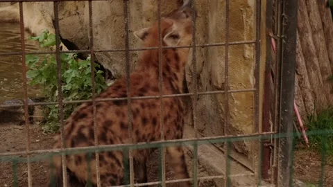 Hyenas in the zoo Stock Footage 160344411