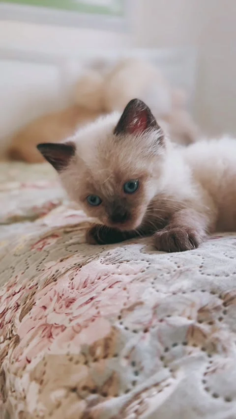 Hygiene, grooming behavior, grooming cat, kitten, bedroom, indoor, Stock Footage 290801656