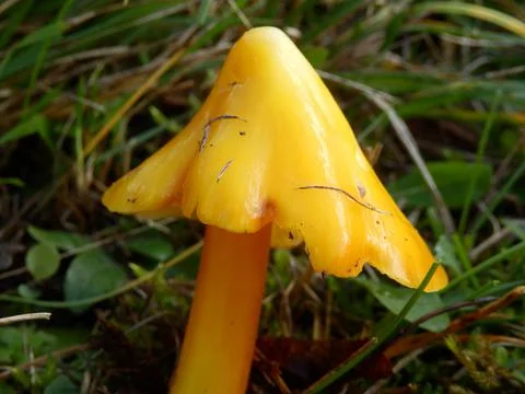 Hygrocybe autoconica Stock Photos