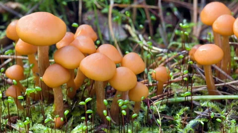 Hygrocybe Cantharellus Stock Footage 55584507