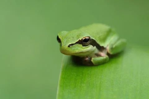 Hyla tree frog on a green leaf and green background Stock Photos