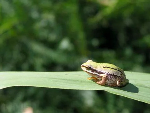 Hyla, tree frog Stock Photos