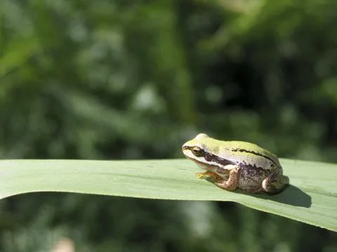 Hyla, tree frog Stock Photos