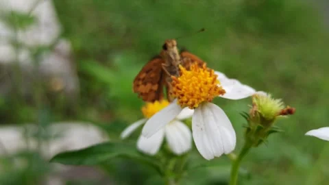 Hylephila phyleus Stock Footage 283307005