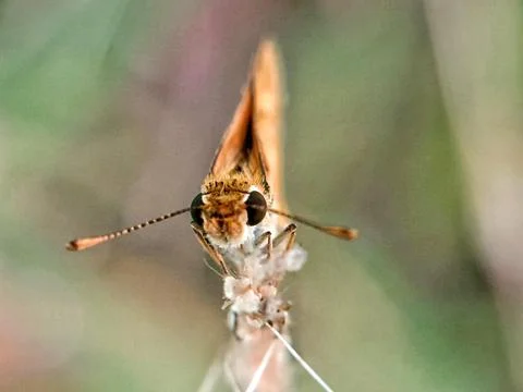 Hylephila phyleus Stock Photos