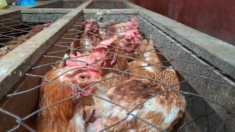 Hyline brown chickens. Stock Footage 236491867