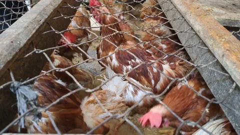 Hyline brown chickens. Stock Footage 237238797