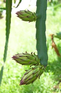 Hylocercus undatus Stock Photos