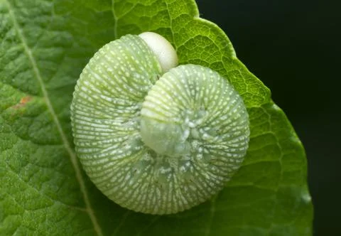 Hymenoptera larva on leaf Stock Photos