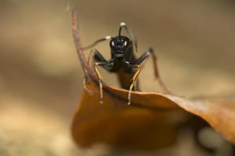 Hymenoptera Stock Photos