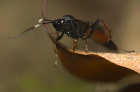 Hymenoptera Stock Photos