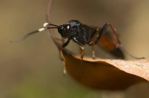 Hymenoptera Stock Photos