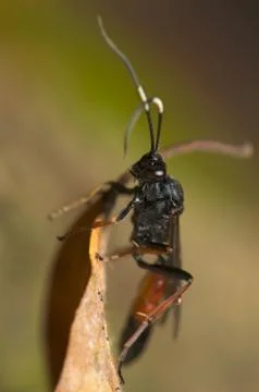 Hymenoptera Stock Photos