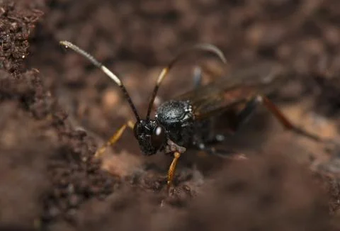 Hymenoptera Stock Photos