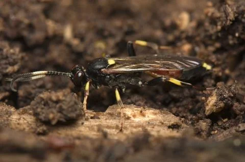 Hymenoptera Stock Photos