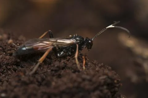 Hymenoptera Stock Photos