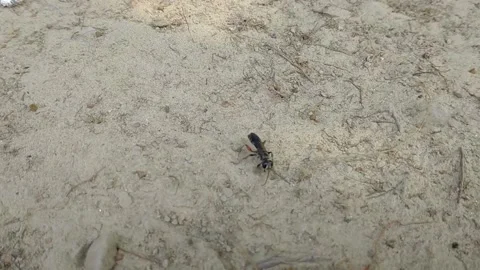 Hymenoptera running on the ground Stock Footage 153839054
