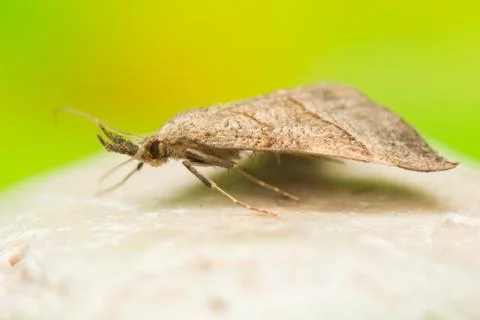 Hypena proboscidalis Stock Photos