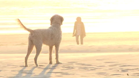 Hyper Dog Running at Beach Sequence Stock Footage 40747366