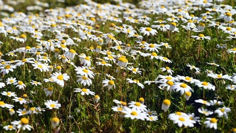 Hyper lapse of daisy camille field Stock Footage 128077865